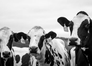 NY sues meat producer over environmental claims
