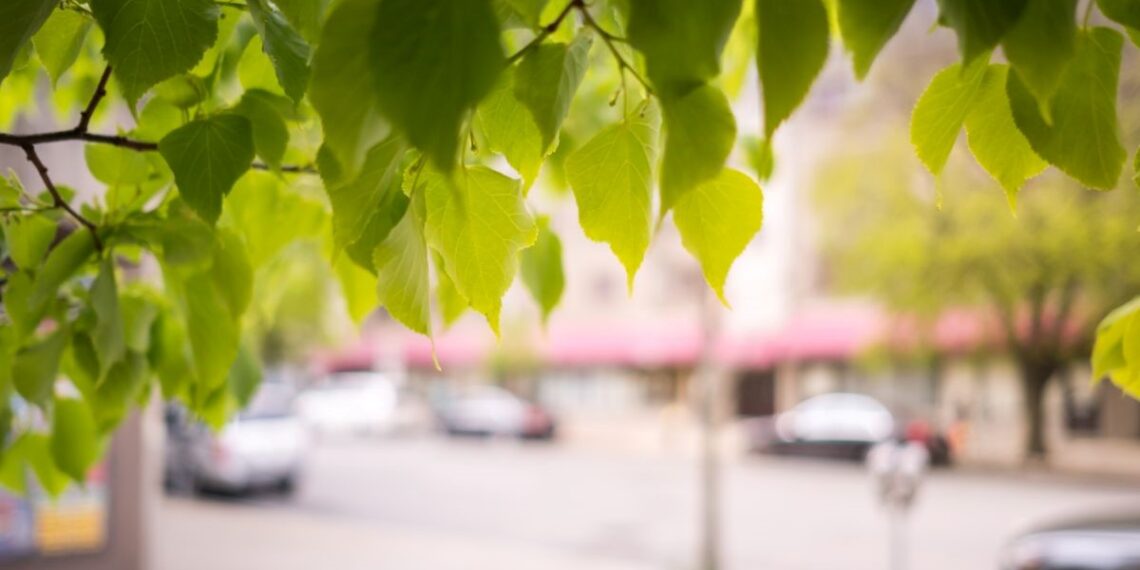 In Los Angeles, shade most often goes to the privileged