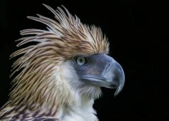 The Country’s Haribon