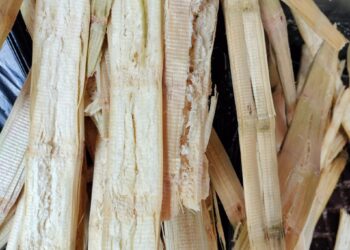 Sweet Sugarcane Juice