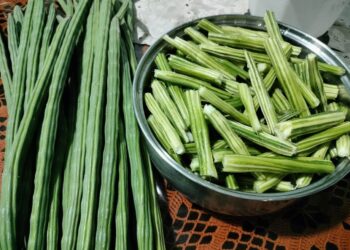 Moringa Fruit