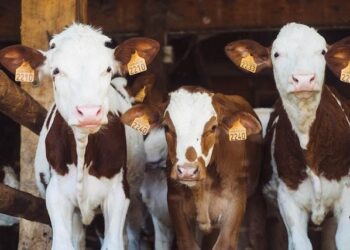 USDA supports bird flu containment
