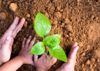 Inside a historic initiative to green LA county schoolyards