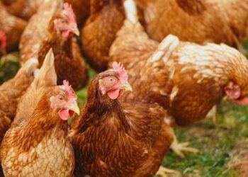 Post Holdings identifies bird flu outbreak
