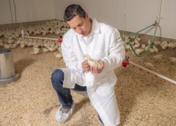 The next human pandemic could be bird flu