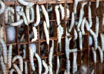 Singapore approves 16 food-safe insects
