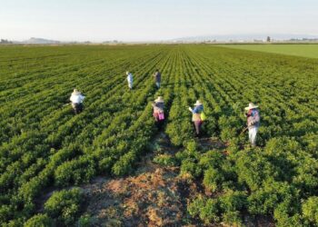 With escalating anti-immigrant rhetoric, California farmworkers fear the future