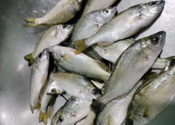 The Silver Perch is like Gold