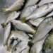 The Silver Perch is like Gold