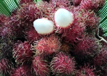 DELICIOUS, JUICY RAMBUTAN