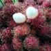 DELICIOUS, JUICY RAMBUTAN