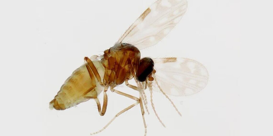 The next big public health scare: Oropouche virus