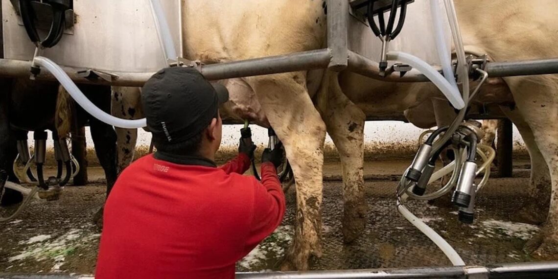 Farmworker advocates push for greater protection against bird flu