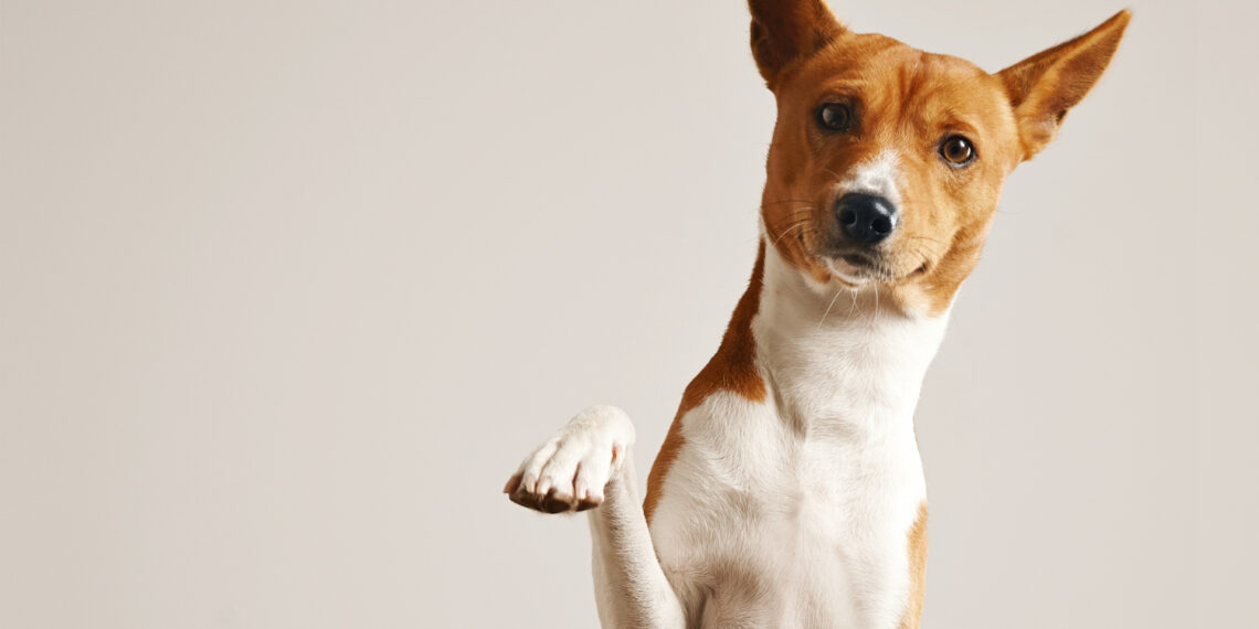 The Paw-er of the Dog