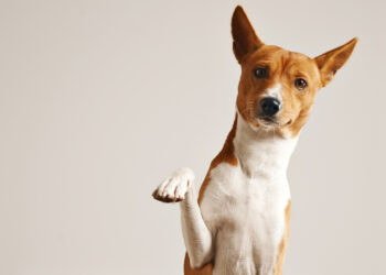 The Paw-er of the Dog