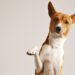The Paw-er of the Dog