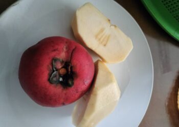 The Endangered Mabolo or Velvet Apple