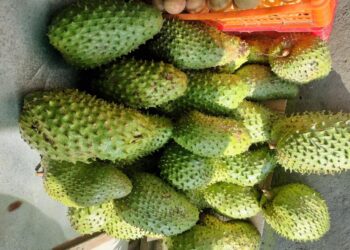 The Magical Guyabano