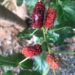 Medicinal Mulberries