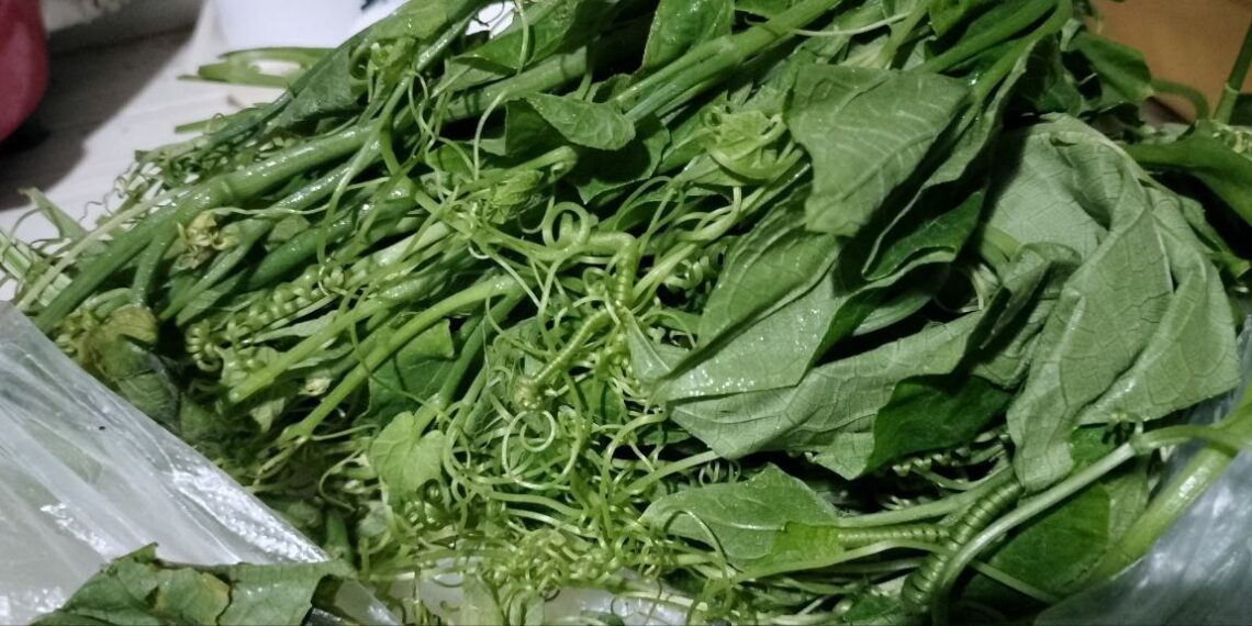 Nutritious Chayote Tops